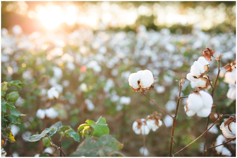 cotton field maternity session_0026.jpg